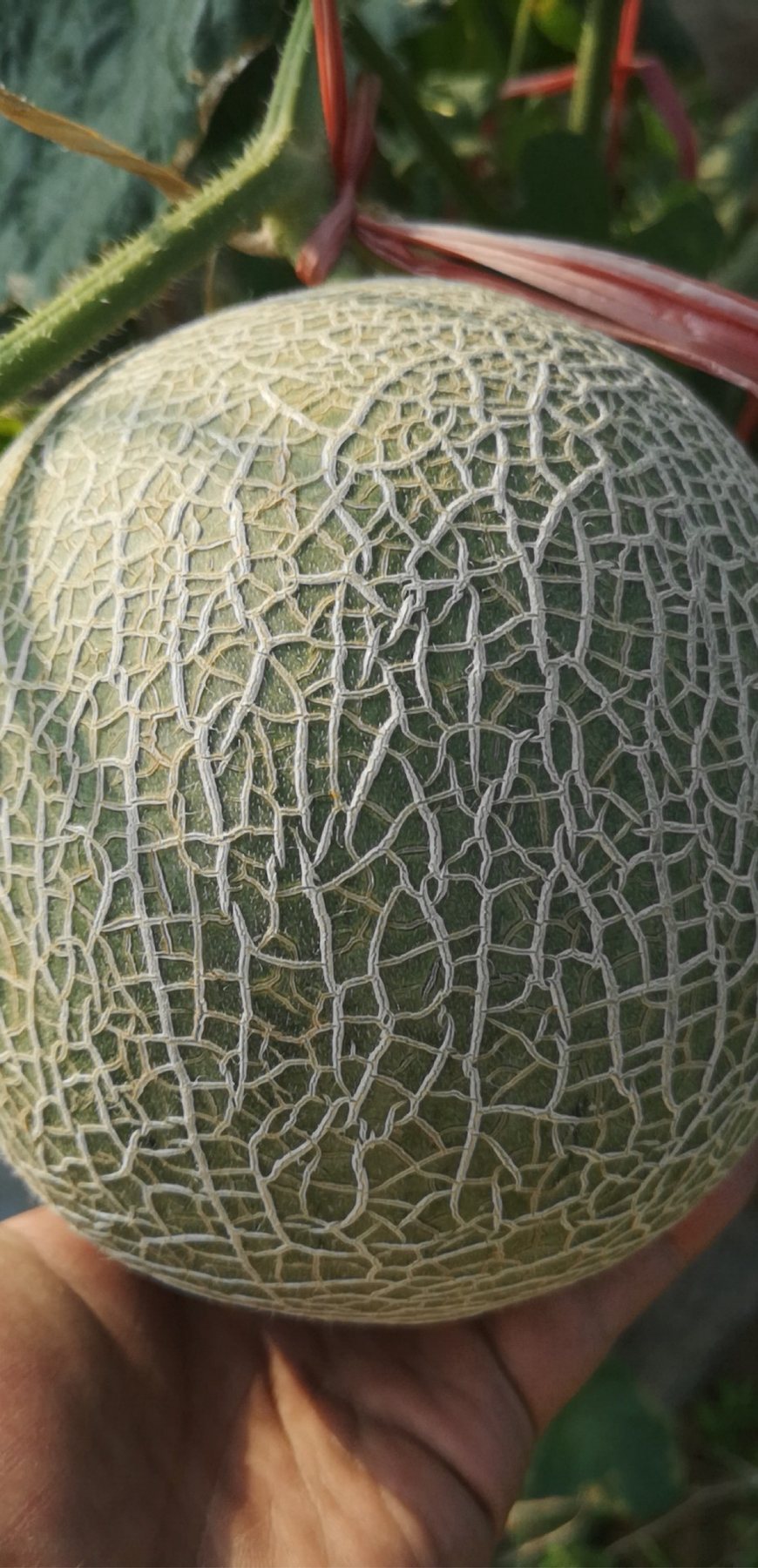 Close-up of the dense netting on our muskmelons