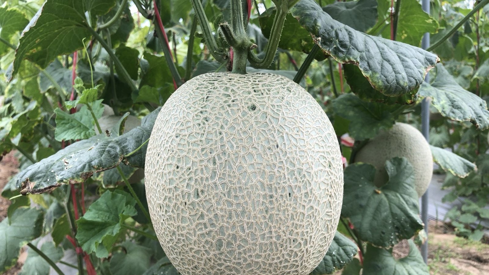 Our netted muskmelons on the vine in Hainan