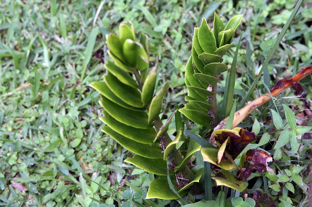 Young Zamioculcas shoots