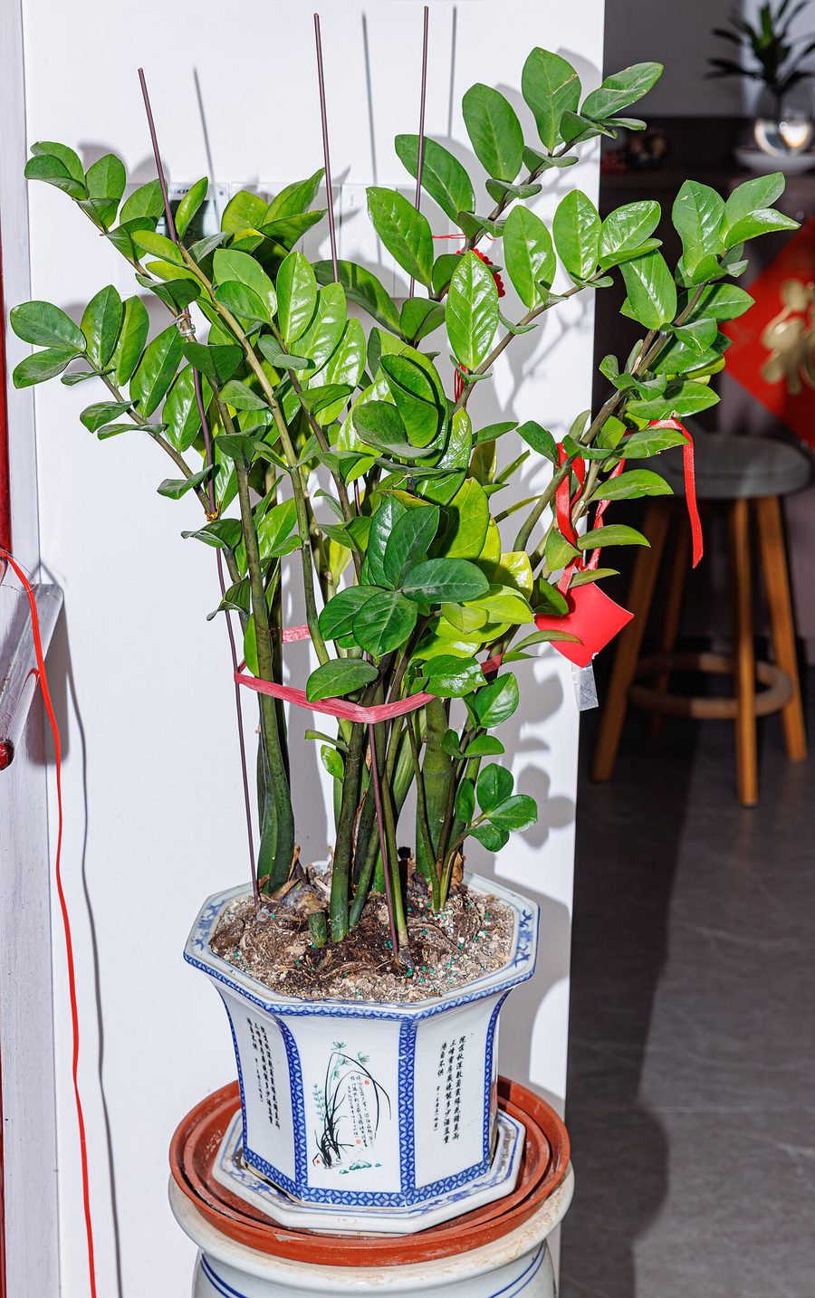 Potted Zamioculcas as an auspicious gift plant in China