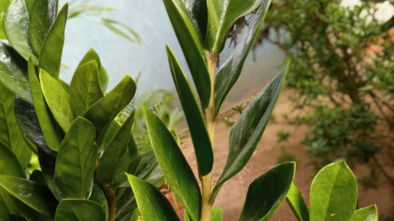 Zamioculcas zamiifolia — ZZ plant foliage